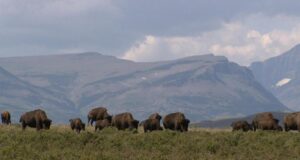 How animals can help fight climate change