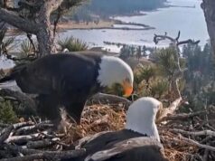 The Uplift: The eagles have landed