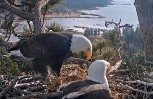 The Uplift: The eagles have landed