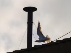 The conclave’s black and white smoke indicates if there’s a new pope. Here’s why the tradition exists.