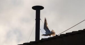 The conclave’s black and white smoke indicates if there’s a new pope. Here’s why the tradition exists.