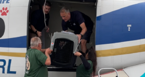 Riverside County Animal Services Transports 102 Pets Out-of-State for New Opportunities