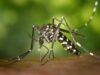 Mosquitoes in Colton test positive for West Nile virus