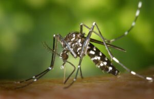 Mosquitoes in Colton test positive for West Nile virus
