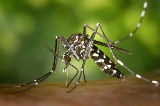 Mosquitoes in Colton test positive for West Nile virus