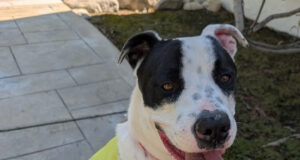 Fifty-eight RivCo Dogs Leave Shelters on Back-to-Back Lifesaving Flights