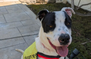 Fifty-eight RivCo Dogs Leave Shelters on Back-to-Back Lifesaving Flights